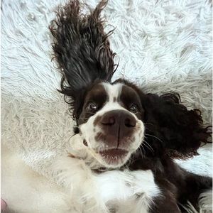 Meet your Posher, Ellis